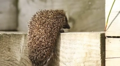 Hedgehog tartalom a házban