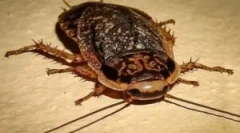 A márványkockák tartalma és etetése