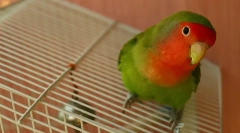 Tartalom és gondoskodás a szerelmesek otthon