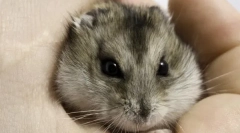 A kis rágcsálók tartalma