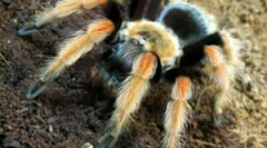 A pók-baromfi tartalma otthon