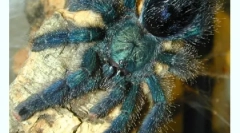 A pókok tartalma a házban