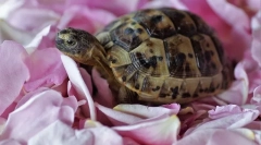 A föld tartalma otthon otthon