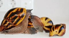 Az akhatin-csigák és az otthoni ellátás szabályainak tartalma