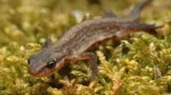 A kétéltű házak tartalma