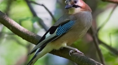 Soyuka (fotó) - madár, feltűnő a repertoárjával