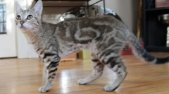 Sokok (sumkok, kenyai erdő)