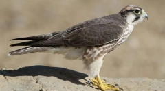 Mediterrán falcon
