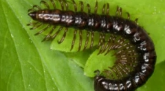 Sajnálatos ing és más típusú többutas