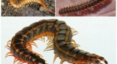 Sajnálatos üvegáruk: leírás és életmód