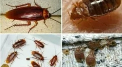 Hibák és csótányok együttélése a lakásban