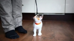 Modern macska képzési módszerek