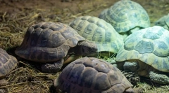 Hibernált teknősök, mint egy téli teknős