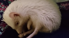 Hibernálás hedgehogs hol és hogy a sündisznó