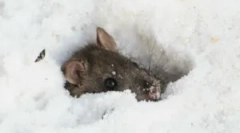 Az egér alvás télen?