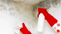 Módszerek és eszközök, hogy megszabaduljanak a fungusoktól a falakon