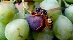 Módszerek és eszközök a szőlő védelmére az os-ből