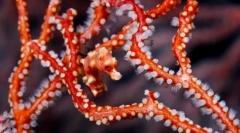 A maszk és a halvédelem módja