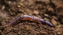 Az esővilágítás módja