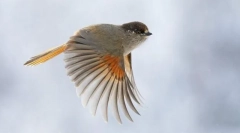 A madarak mozgásának módszerei