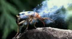 A rovarok védelmének módjai