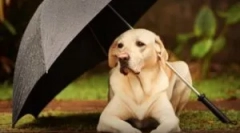 Spray a bolhákból az állatok és otthon