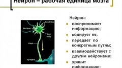 Hasonlítsa össze a macska és a kutya intelligenciát: ki okosabb