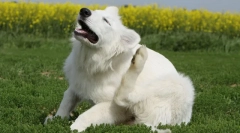 File of flea és kullancsok kutyák és macskák