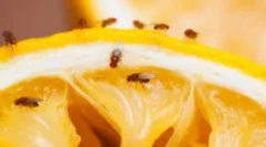 Pénzeszközök a gnus és a gyümölcs moshade