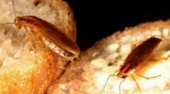 Szerszámok a csótányokból, biztonságos gyermekek és állatok számára