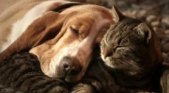 Az ügyvéd: összetétel és használati utasítás