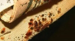 Blockbuster hibákból, csótányokból és más rovarokból