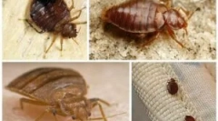 Eszközök a kukorica pere-ból (zonder)