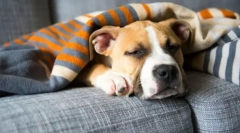 Staphylococcus kutyákban: tünetek, kezelés, megelőzés