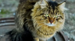 Régi macska. Jelek, gondozás, élelmiszer