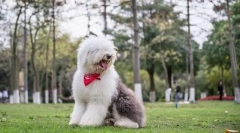 Stareananalian shepherda