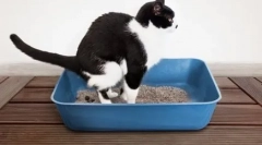 Fogadok a macskát otthon