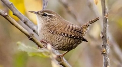 Stephen cserje burkolás