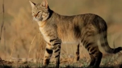 Steppe cat: típus jellemzők