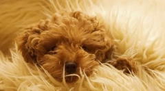 A kutya gyapjú sterilizálása és állapota