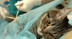 A macska sterilizálása