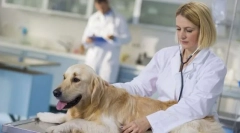 Egy kutya sterilizálása