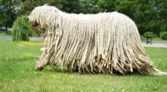 Kutyák tenyésztési fajtái