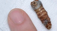 Ijesztő kellemetlen rovarok (27 fotó)