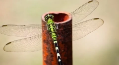 Dragonfly angelina