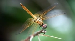 Dragonfly-kutyushka foltos