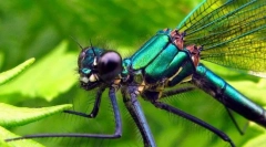 Szitakötő szépség-lány