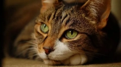 Stressz egy macskában