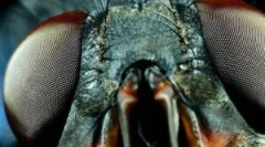 A legyek felépítése és a legyek látása