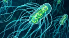 A mikroorganizmusok építése és jellemzői